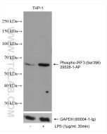 Phospho-IRF3 (Ser396) Polyclonal antibody proteintech 29528-1-AP