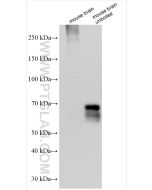 VGLUT2 Polyclonal antibody proteintech 29209-1-AP