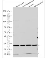 BDNF Polyclonal antibody proteintech 28205-1-AP