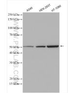 SMCR7L/MID51 Polyclonal antibody proteintech 20164-1-AP