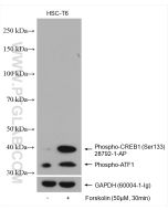Phospho-CREB1 (Ser133) Polyclonal antibody proteintech 28792-1-AP