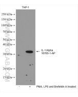 IL-1 alpha Polyclonal antibody proteintech 16765-1-AP