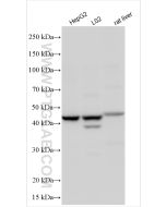 G6PC Polyclonal antibody proteintech 25771-1-AP