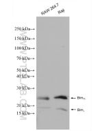 BIM/BCL2L11 Polyclonal antibody proteintech 22037-1-AP