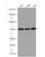 KU70,XRCC6 Polyclonal antibody proteintech 10723-1-AP