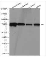 FATP2 Polyclonal antibody proteintech 14048-1-AP