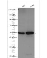 GSDMD Polyclonal antibody proteintech 20770-1-AP