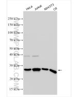 HMGB1 Polyclonal antibody proteintech 10829-1-AP