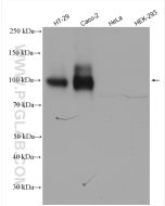 CD133 Polyclonal antibody proteintech 18470-1-AP