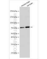 PADI2 Polyclonal antibody proteintech 12110-1-AP