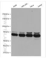 G3BP2 Polyclonal antibody proteintech 16276-1-AP
