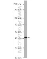 WNT3A Polyclonal antibody proteintech 26744-1-AP