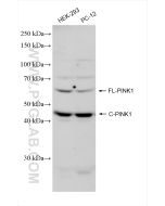 PINK1 Polyclonal antibody proteintech 23274-1-AP