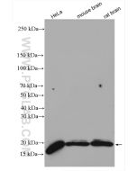 GABARAP Polyclonal antibody proteintech 18723-1-AP
