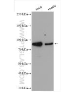 BCL2L13 Polyclonal antibody proteintech 16612-1-AP