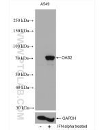 OAS2 Polyclonal antibody proteintech 19279-1-AP