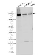 VIRMA/KIAA1429 Polyclonal antibody proteintech 25712-1-AP