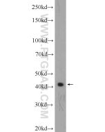 APJ/APLNR Polyclonal antibody proteintech 20341-1-AP