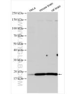 ARF1 Polyclonal antibody proteintech 10790-1-AP