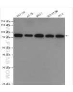 PABPC1,PABP Polyclonal antibody proteintech 10970-1-AP