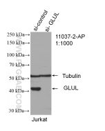 Glutamine Synthetase Polyclonal antibody proteintech 11037-2-AP