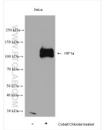 HIF-1 alpha Polyclonal antibody proteintech 20960-1-AP