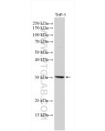 TREM-1/CD354 Polyclonal antibody proteintech 30496-1-AP