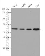 Cyclin B1 Polyclonal antibody proteintech 55004-1-AP