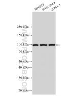 TLR4 Polyclonal antibody proteintech 19811-1-AP