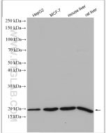 ARF6-Specific Polyclonal antibody proteintech 20225-1-AP