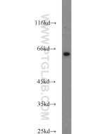 SMOX Polyclonal antibody proteintech 15052-1-AP