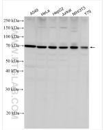 NR1D1 Polyclonal antibody proteintech 14506-1-AP