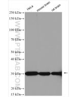 ASF/SF2 Polyclonal antibody proteintech 12929-2-AP