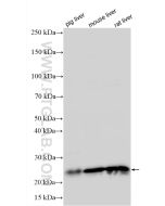CDO1 Polyclonal antibody proteintech 12589-1-AP