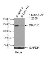 DIAPH3 Polyclonal antibody proteintech 14342-1-AP