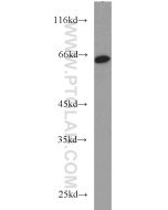 MTF2 Polyclonal antibody proteintech 16208-1-AP