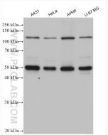 NFKB1 p105/p50 Polyclonal antibody proteintech 14220-1-AP