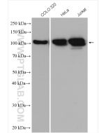 MCM6 Polyclonal antibody proteintech 13347-2-AP