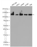 Eg5 Polyclonal antibody proteintech 23333-1-AP