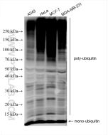 ubiquitin Polyclonal antibody proteintech 10201-2-AP