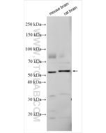 DRD2 Polyclonal antibody proteintech 55084-1-AP