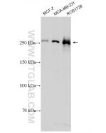 mTOR Polyclonal antibody proteintech 20657-1-AP