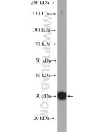 14-3-3 Epsilon Polyclonal antibody proteintech 11648-2-AP