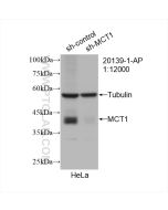 MCT1 Polyclonal antibody proteintech 20139-1-AP