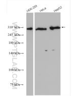 ATM Polyclonal antibody proteintech 27156-1-AP