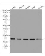 BAK Polyclonal antibody proteintech 29552-1-AP