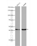 WNT1 Polyclonal antibody proteintech 27935-1-AP