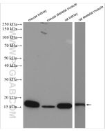CISD1 Polyclonal antibody proteintech 16006-1-AP