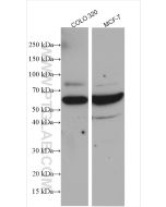 YME1L1 Polyclonal antibody proteintech 11510-1-AP