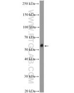 C9orf72 Polyclonal antibody proteintech 22637-1-AP